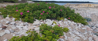 Efterlyser markägare med vresrosproblem