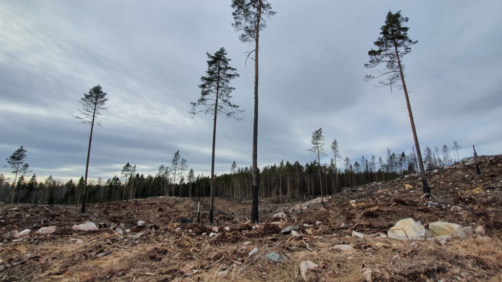 Den steniga och backiga terrängen är också något som syns tydligt. 