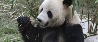 Pandaparning i Danmark: "Ett skott i bössan"