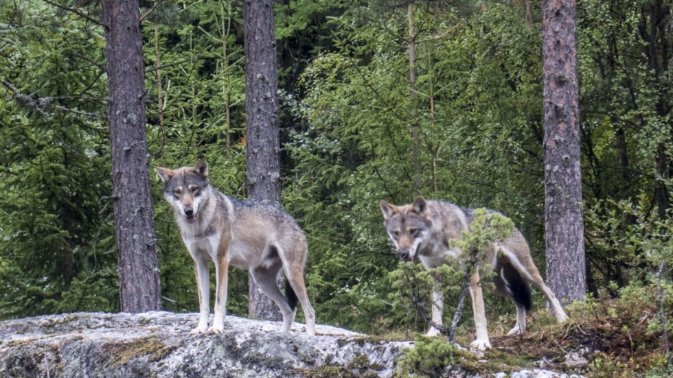 Inom loppet av 14 dagar har det skett två vargangrepp mot får i Tjällmotrakten. (Bilden har inget med händelserna att göra).