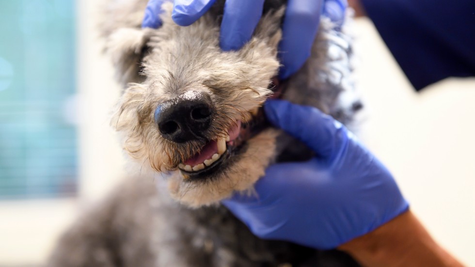 Här en bild på en hund som får behandling av en veterinär för sina tandproblem. Hunden eller veterinären har inte något med artikelns innehåll att skaffa. 