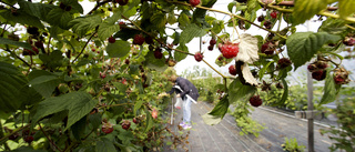 Nytt samarbete för mer lokal frukt och grönt