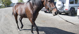 Propulsion klar för Elitloppet