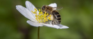 Vänsterpartiets udda förslag: Storsatsa på insekter