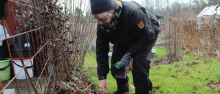 Mild vinter lockar ut kolonister