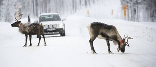 Flera viltolyckor i länet – idag igen 