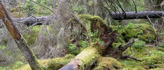  Utreds igen: Nya tag om VOK-skogen