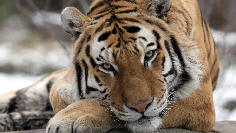 Minst en tiger har smittats av coronaviruset på Bronx Zoo.