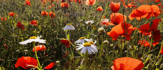 Låt tusen blommor blomma        