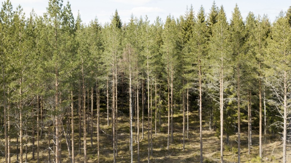 Den skyddade skogsmarken har blivit något större i Sverige det senaste året. Arkivbild.
