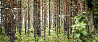 Östergötlands län måste skydda mer skog 