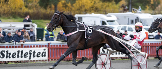 Spelskatten som blev en hästskatt