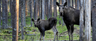 Köp hö till älgarna           