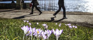 Blåsig start på veckan – snart kommer solen