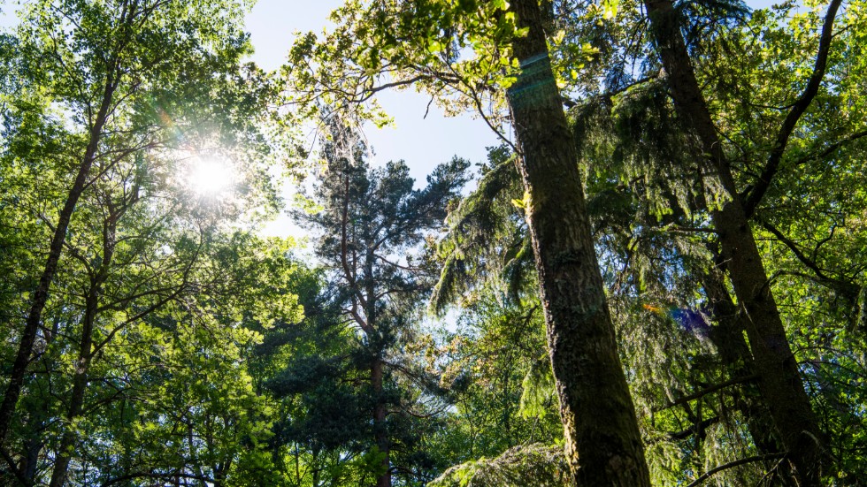 Pandemin har fått oss att längt ut i skogen. 