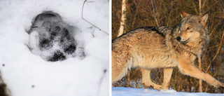 Spår av varg i Västerbotten