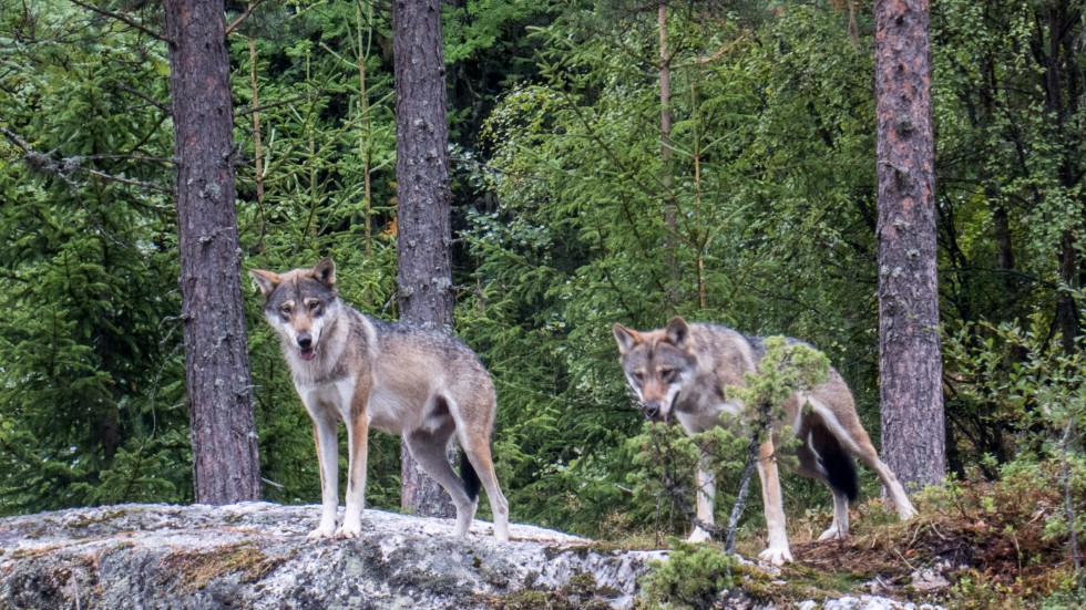 Det kan inte vara rimligt att Östergötlands länsstyrelse på eget initiativ ska ta beslut om skyddsjakt på varg, anser debattören.
