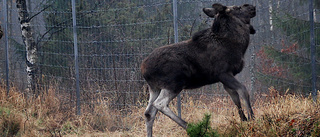 Viltolyckor kostar Sörmland en miljon – varje dag 