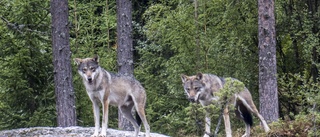 Varg i Finspång ska skjutas efter angrepp