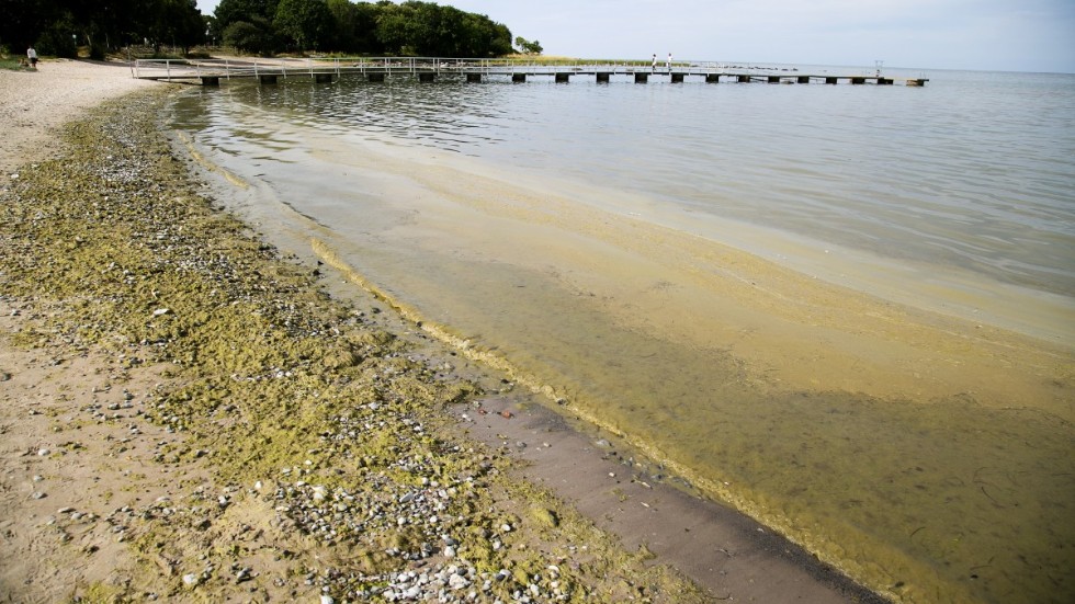 Övergödningen är en av Östersjöns stora utmaningar. Om man kissar på land i stället för i havet bidrar man med att minska övergödningen. 