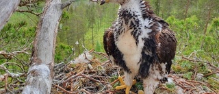 Äggplundrarnas svarta marknad: "Enorma pengar"