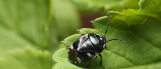 Biologens sommartips: Upplev naturens alla härligheter!