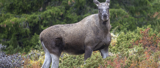 En vår utan klok älg              