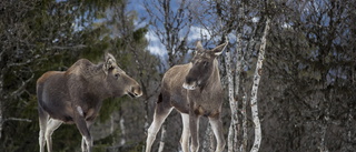 Tre älgar påträffade med sjukdomen CWD