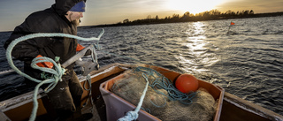 Lägre fiskekvoter för flera arter