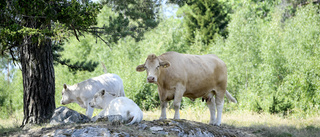 Avskaffa målet om mindre närproducerat kött