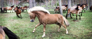 Här är årets hingst på Lojsta hed