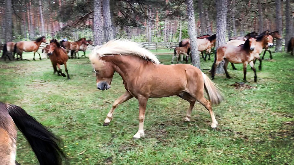 Hingsten Clip 712 på Lojsta hed sommaren 2019.