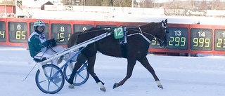 Älvsbyhäst skrällvann i Skellefteå