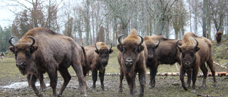 Mäktiga möten i växande djurpark