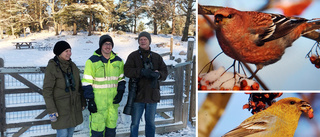 Hungrig raritet har invaderat hundparken