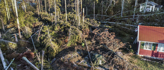 För att stoppa insekterna måste träden bort