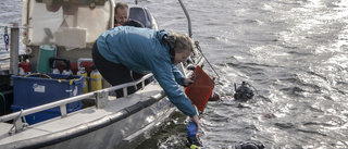 Fortsatt slakt av miljö- och klimatarbetet