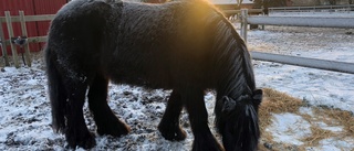 Hästfolk har en egen tidszon - lev med det 