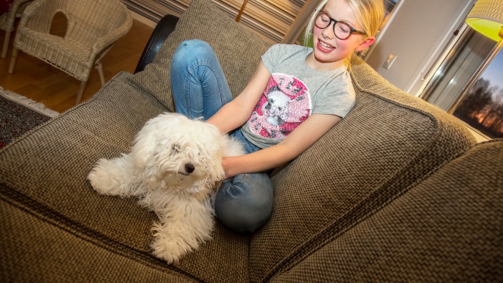 Maja Jonsson och hennes familj ville ha en ganska liten hund som var allergivänlig. Nu bor Polly, som är både busig och mysig, hos dem.