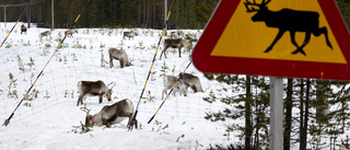 Tre renpåkörningar på nyårsdagens morgon