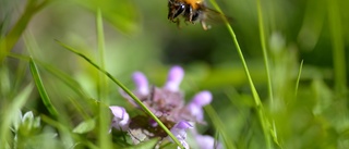 V: Rädda insekterna med fler blommande växter