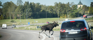 Nära att krocka med utrusande älg