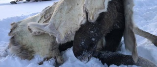 Älg blev räddad från att drunkna