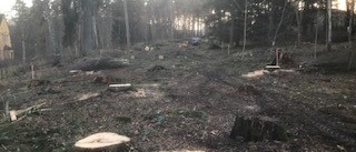 Nu skövlas skogen i Ulleråker   