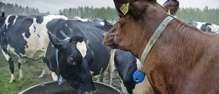 Ett upprop till alla stolta glesbygdsbor