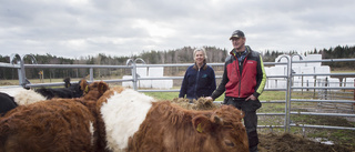 Bortsprungna kvigor kunde lockas hem