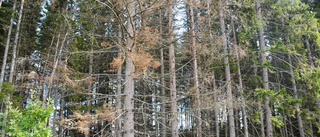 Granbarkborren härjar i kommunens skog