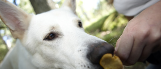 Hund fastnade och fick klippas loss