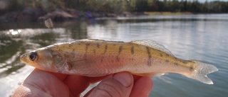 Storskaligt fiske utarmar Östersjön