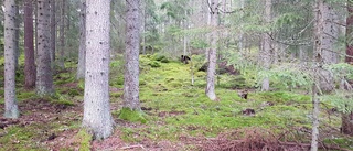 Granbarkborren fortsätter skapa bekymmer